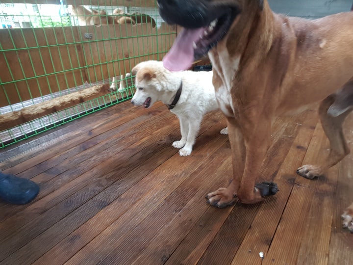 완전히 꺾여버린 앞다리