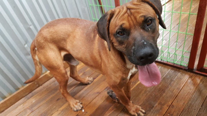 모든것이 신기하고 살아있음을 아는지 천진난만 순진무구한 저 얼굴에 식욕이당기시나요? 너무나 못먹어서 탈출인지 다리가부러져서 버려졌는지 보호소생활과함께 죽음만을 기다리기에 말라버린 몸 갈비뻐가 두드러지고 머리가 무거워 몸도 제대로 가누지못할지경이되서야 지옥에서 벗어나고 열악하지만 굶지않고 비바람피해 지낼슨 있는 공간이 생겼습니다.그렇지만 이미 굽어진 다리는 치료로서 될수있는것이아니라 수술로만이교정이될정도로 상태가악화됬기에 털이빠지고살갖이벗겨져 견사바닥이피로얼룩지는걸 가난한 사설보호소는br 지겨보고만있어야 합니다.대형견이기에모든게비쌉니다