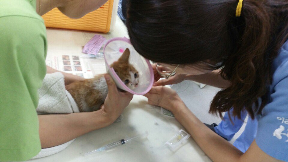 도심 한 복판의 큰 도로, 뼈가 부러진 채 겁에 질려 떨고 있던 '신세계'는 너무 작고 약한 아기고양이였습니다. 