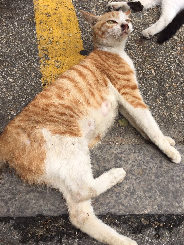 코까지 흘러내린 피