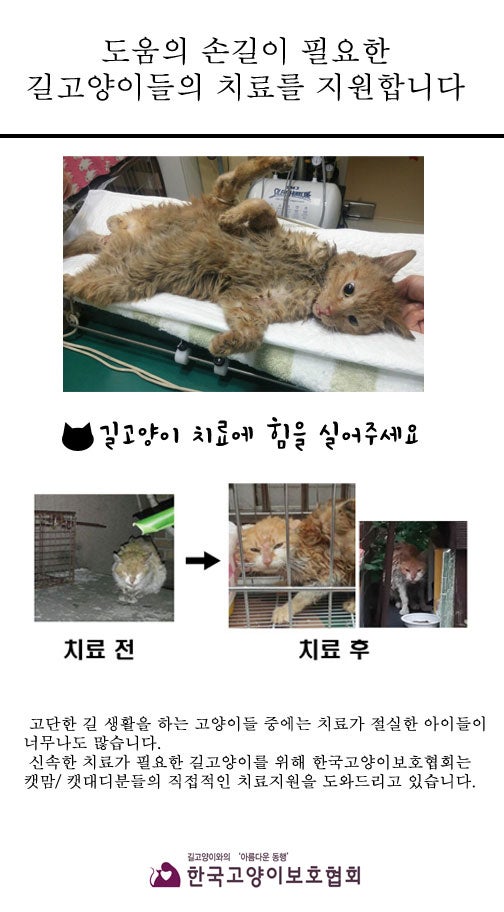 한국고양이보호협회를 통해 치료지원을 받은 환묘들