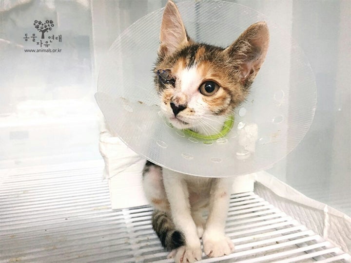 구조 후 치료중인 새끼고양이 