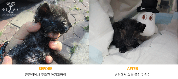 끈끈이에 걸렸던 아기고양이 