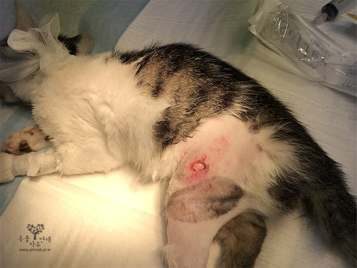 다리를 다친 채 구조된 새끼고양이