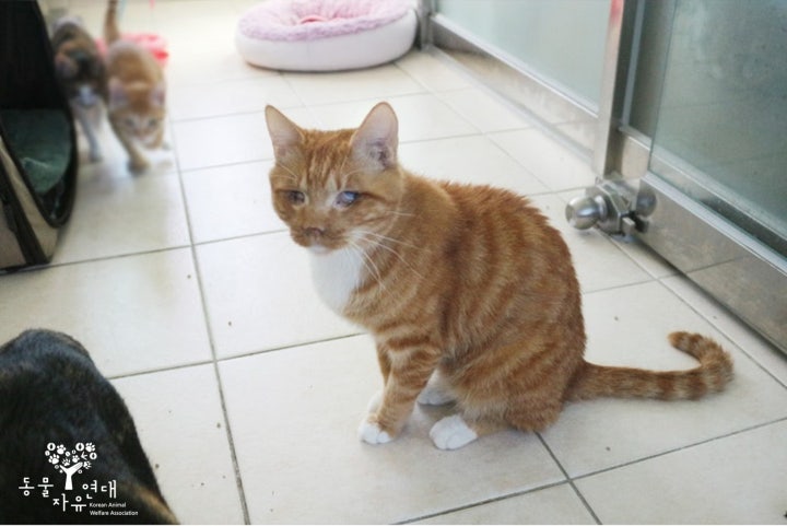 시력을 잃고 입소한 고양이 