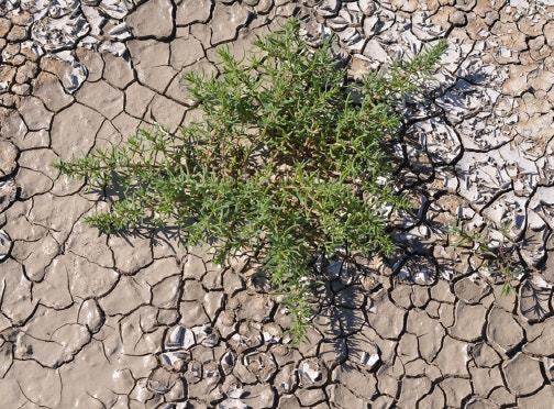 本地植物生长在干燥的湖底